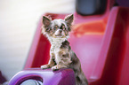 standing Chihuahua