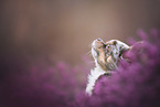 Chihuahua Portrait