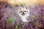 Chihuahua Portrait