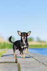 standing Chihuahua
