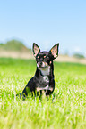 sitting Chihuahua