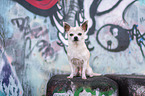 sitting Chihuahua