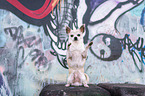 sitting Chihuahua