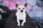 lying Chihuahua