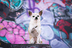 sitting Chihuahua
