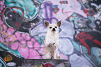 sitting Chihuahua