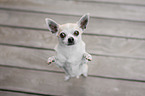 standing Chihuahua