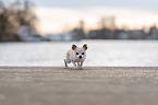 standing Chihuahua