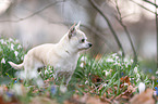 standing Chihuahua