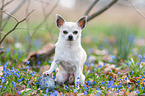 sitting Chihuahua