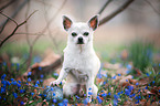 sitting Chihuahua