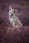 sitting Chihuahua