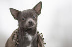 young Chihuahua