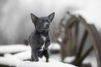 young Chihuahua