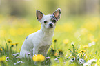 sitting Chihuahua