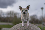 Chihuahua