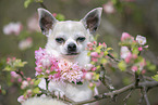Chihuahua Portrait