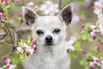 Chihuahua Portrait