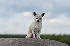 sitting Chihuahua