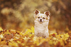 Chihuahua in the fiolage