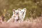 2 Chihuahuas