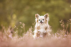 Chihuahua in heath