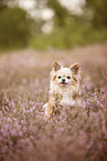 Chihuahua in heath
