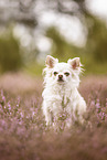 Chihuahua in heath