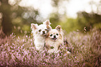 2 Chihuahuas