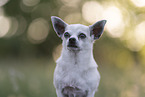 male Chihuahua