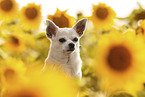 male Chihuahua