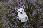 male Chihuahua