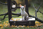 Chihuahua