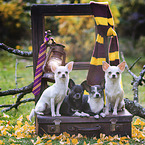 Chihuahuas