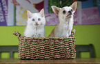 Chihuahua and Ragdoll Kitten