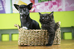 Chihuahua and Ragdoll Kitten