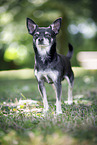 Chihuahua
