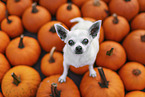 old male Chihuahua