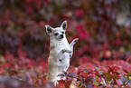 old male Chihuahua