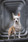 Chihuahua in autumn