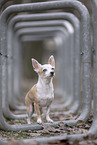 Chihuahua in autumn