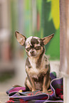 Chihuahua