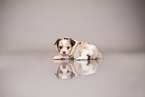 Chihuahua-Mongrel Puppy