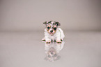 Chihuahua-Mongrel Puppy
