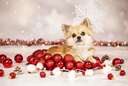 longhaired Chihuahua