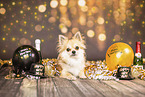 longhaired Chihuahua