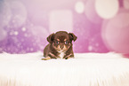 Chihuahua Puppy