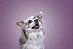 Chihuahua Portrait