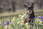 Chihuahua