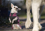 Chihuahua
